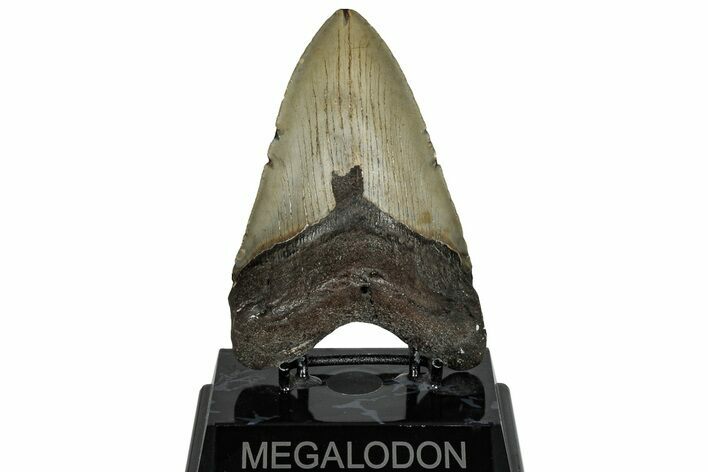 Fossil Megalodon Tooth - North Carolina #298995